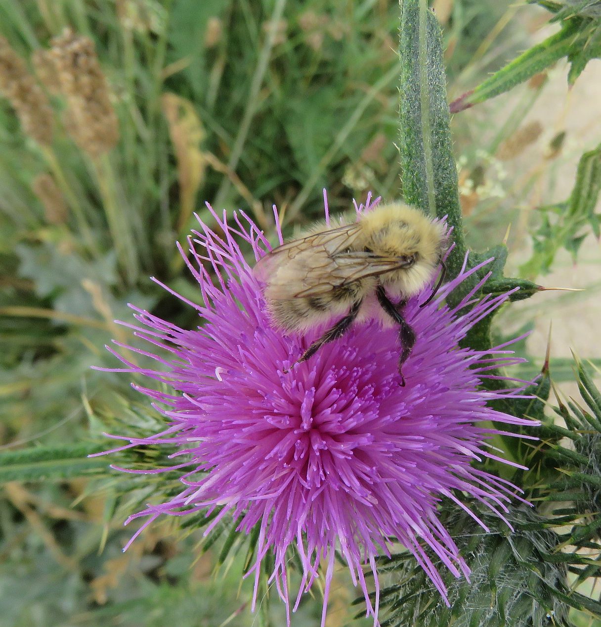 Common Carder Bee 